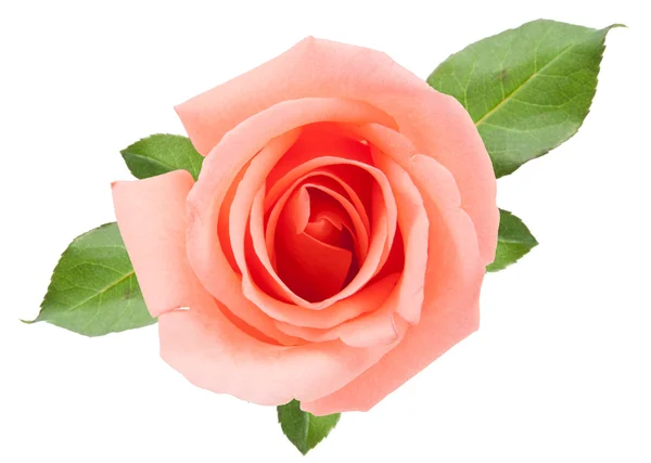 Oben rosa Rose — Stockfoto