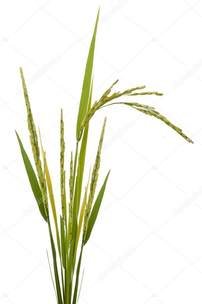 paddy rice isolated