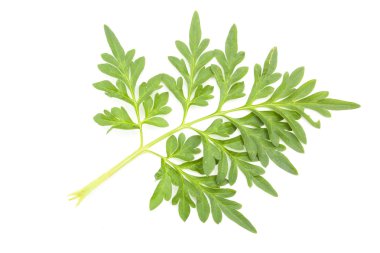 Cosmos yaprakları çiçek