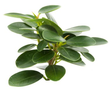 Beyaz bir arka plan üzerinde üst yapraklar