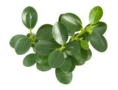 Beyaz bir arka plan üzerinde üst yapraklar