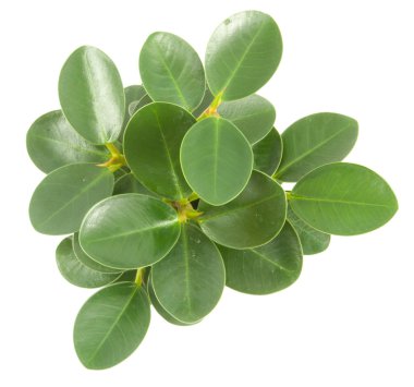 Beyaz bir arka plan üzerinde üst yapraklar