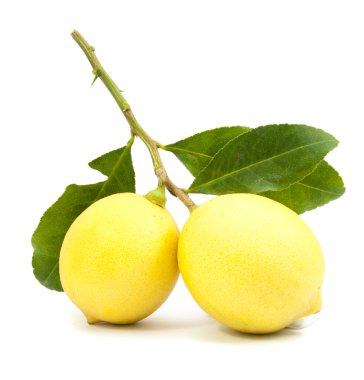 iki olgun portre limon