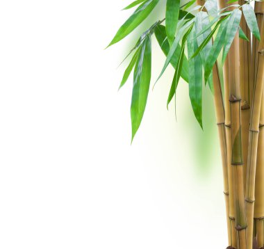Beyaz arka plan üzerinde yaprakları ile sarı bambu 