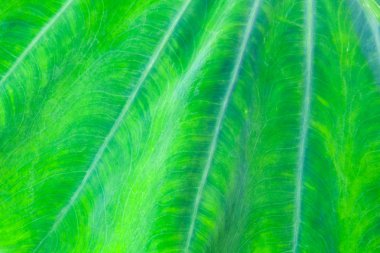 Doğal yeşil yaprak dokusu arkaplanı