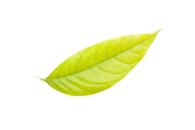 Beyaz arkaplanda izole edilmiş yapraklar
