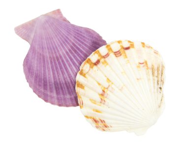 kabuk pectinidae beyaz arka plan üzerinde bkz: