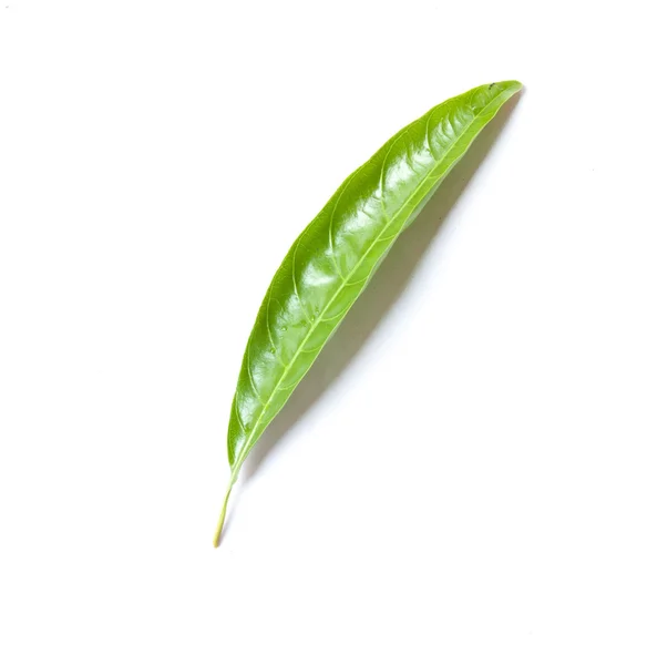 Peppar lämnar bladen isolerad på vit — Stockfoto