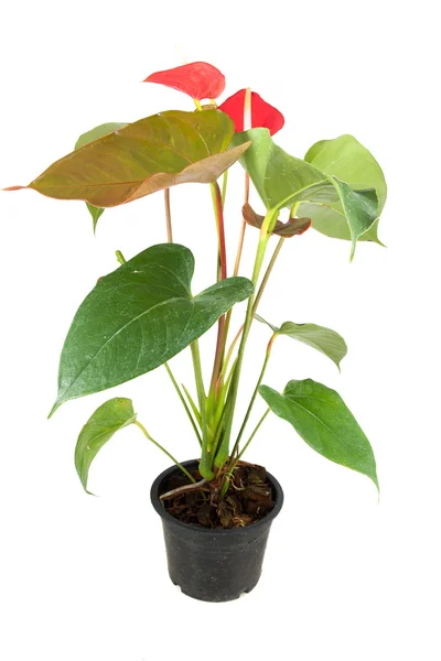 Fiore di anthurium rosso — Foto Stock