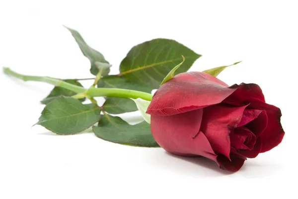 Rosa rossa isolata — Foto Stock