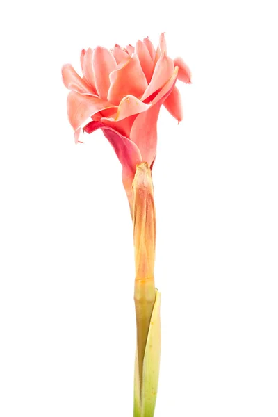 Primer plano rosa antorcha jengibre flor etlingera elatior — Foto de Stock