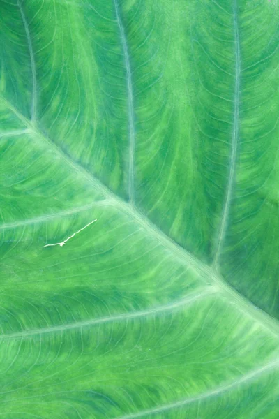 Естественный зеленый лист текстуры фона — стоковое фото