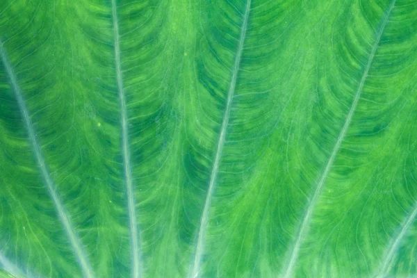 Natürliche grüne Blatt Textur Hintergrund — Stockfoto