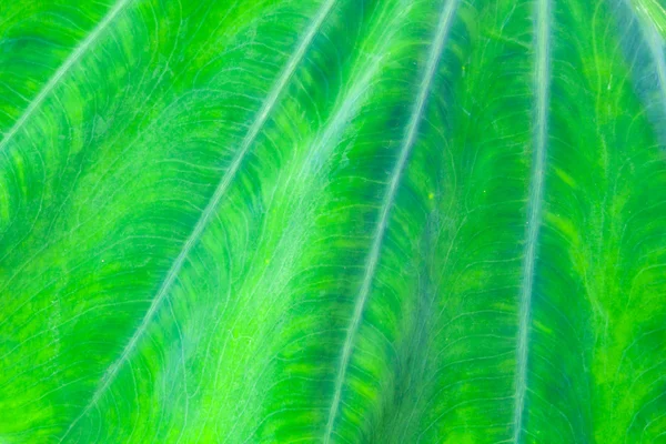 Natuurlijke groene blad textuur achtergrond — Stockfoto