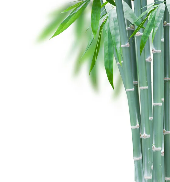 Bambú verde con hojas — Foto de Stock