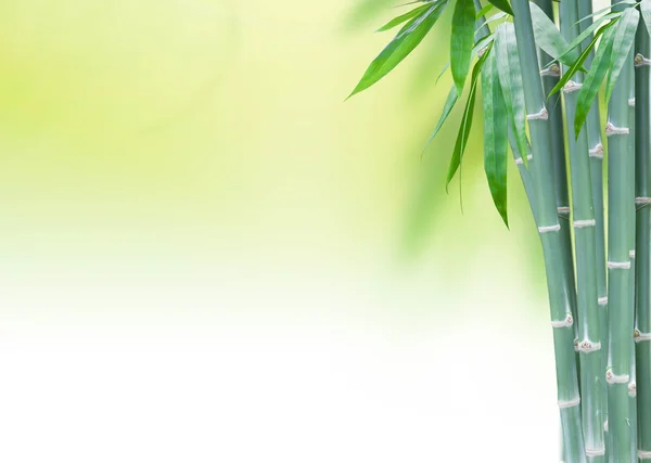 Zelený bambus s listy — Stock fotografie