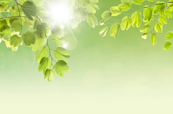 Piękno spokojnego nieba z zielonych liści jako tło — Zdjęcie stockowe
