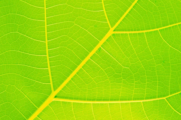 Bladeren oranje blad — Stockfoto