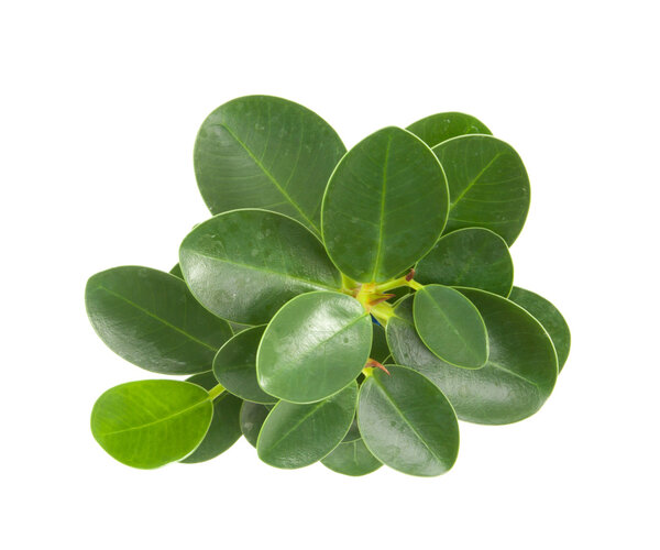 top leaves on a white background
