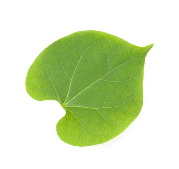 Leaves isolated on white background — Stock Photo, Image