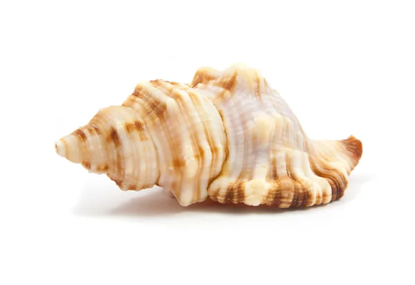 Seashell i närbild isolerade — Stockfoto