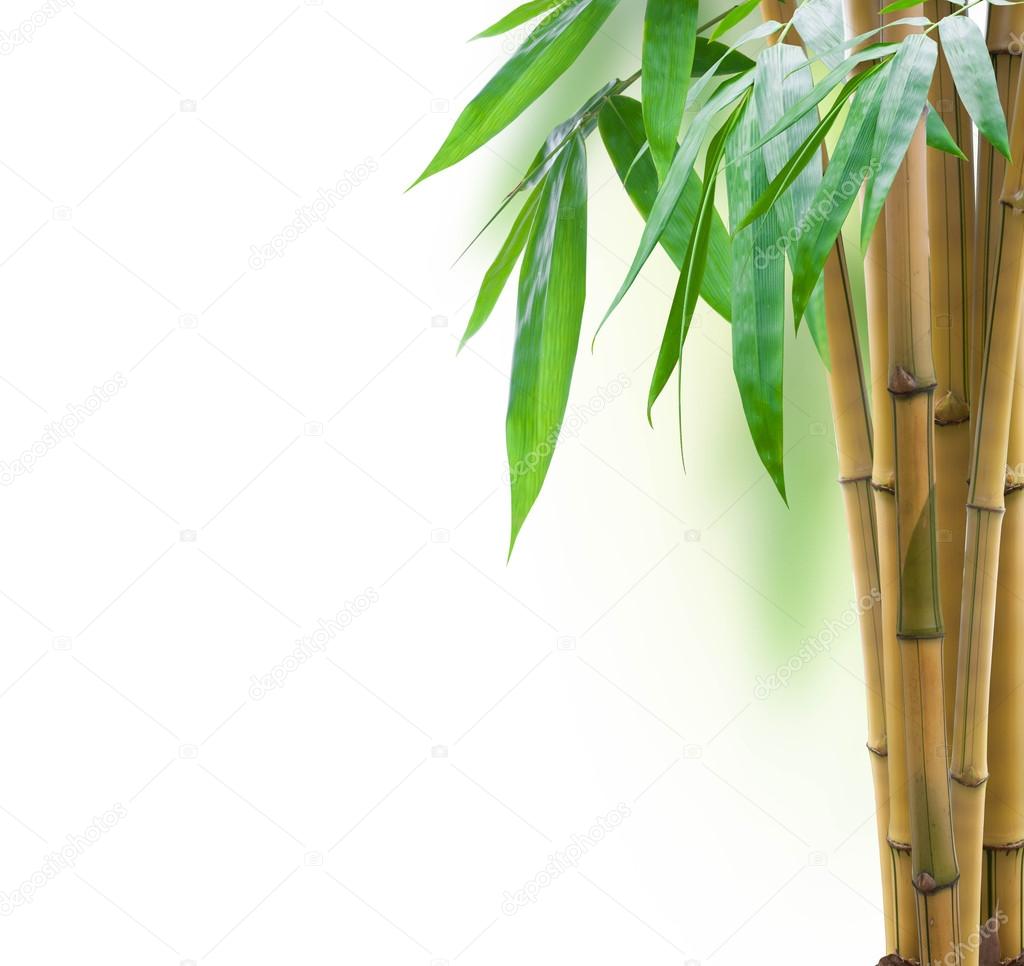 Yellow Bamboo With Leaves On White Background Stock Photo Onairjiw menstrual-cups-101-how-to-insert-a-menstrual-cup-menstrual-cup
