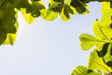 Mavi gökyüzünde yeşil yapraklar