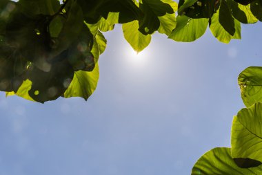 Mavi gökyüzünde yeşil yapraklar ve güneş