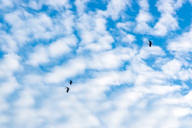 güzel beyaz bulut gökyüzü üzerinde