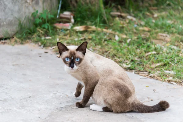 태국 고양이 샴 고양이 있는 전통적인 또는 이전 스타일 — 스톡 사진