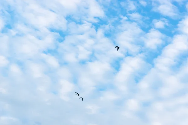 Cloud and blue sky in the morning — Stock Photo, Image