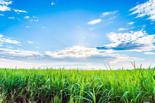 Şeker kamışı bitkileri tarlada yetişir