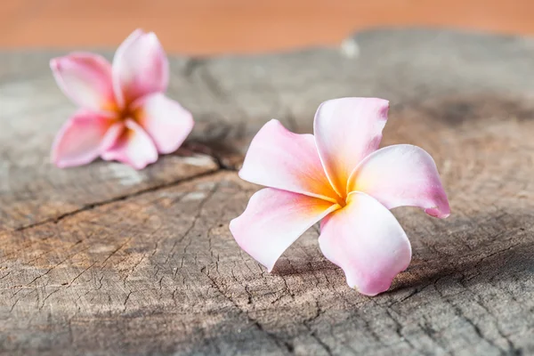 Esta flor, frangipani o plumeria —  Fotos de Stock