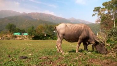 Öküz çiftlikte ot yiyor. Çin 'de varoş yaşamı ve evcil hayvanlar.