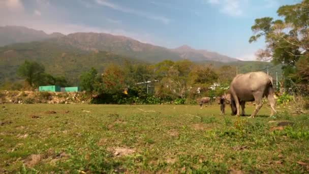 Oxar äter gräs på en gård, berg i bakgrunden. Förortsliv, Kina. — Stockvideo
