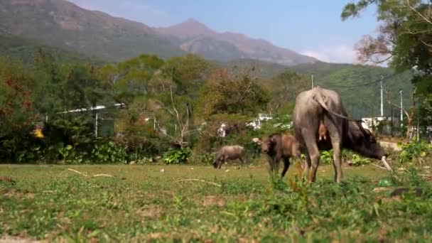 Un gros plan de bœufs mangeant de l'herbe. Vie de banlieue et animaux domestiques, Chine. — Video
