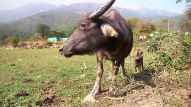 Ot yiyen bir öküzün yakın çekimi. Çin 'de varoş yaşamı ve evcil hayvanlar.