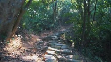 Ağaçların yanındaki ormanda yürüyen ve doğanın tadını çıkaran ilk kişi..