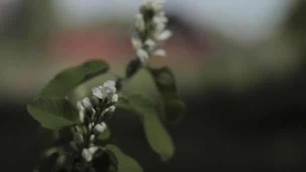 Gałąź jabłoni z kwitnącymi białymi kwiatami i zielonymi liśćmi kołyszącymi się na wietrze na rozmytym tle. Koncepcja wiosny i lata. Liście zielone — Wideo stockowe