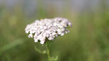 Çiçekler açıyor ve yeşil yapraklar bulanık arka planda rüzgarda sallanıyor. Yusufçuk uçuyor ve çiçeğin yakın plan görüntüsünde oturuyor. Bahar ve yaz konsepti. Yeşil yaprak