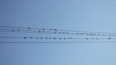 Mavi gökyüzünün önündeki elektrik kablolarının üzerinde oturan kuşları yutar. Kuşlar elektrik kablolarının yanında uçuyor. Parlak gökyüzünde siyah siluetler. Doğa, vahşi, vahşi yaşam.