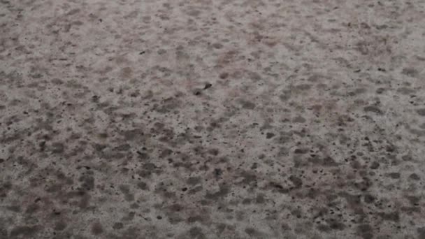 Gri asfalt yüzeyine yağmur damlaları düşer ve kurur. Betonun üzerine düşen küçük bir yaz yağmuru. Yağmurlu hava. — Stok video