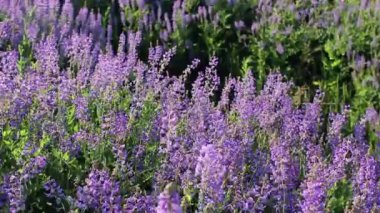 Mor kır çiçekleri rüzgarda sallanıyor. Yazın vahşi çayır. Akşamın altın saatinde menekşe lupini tarlası. Vahşi doğada açan, yaz renkleri. Doğa arkaplanı