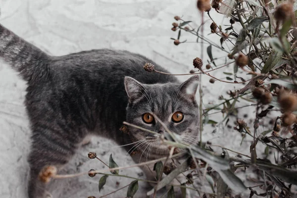 屋外の緑の茂みに隠れてカメラを見て茶色の目を持つかわいい灰色の猫。アスファルトの上に立ってストリートふわふわ猫を見上げ。タビー子猫のトップビュー。家畜. — ストック写真