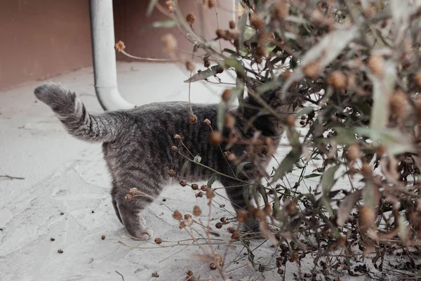 Cute gray cat with brown eyes looking at camera hiding in green bushes outdoors. Street fluffy cat standing on asphalt looking up. Tabby kitten top view. Domestic animal. — Stock Photo, Image