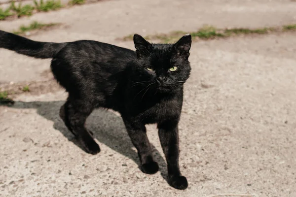 Cute thin black cat with greeneyes looking at camera hiding in green bushes outdoors. Street short-haired cat standing on asphalt. Tabby kitten top view. Domestic animal. — Stock Photo, Image