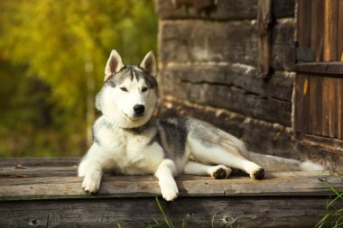 köpek açık havada