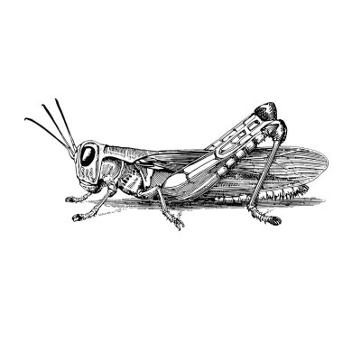 Profilde bir çekirgenin detaylı, monokromatik çizimi, karmaşık anatomisini ve dokusunu gözler önüne seriyor..