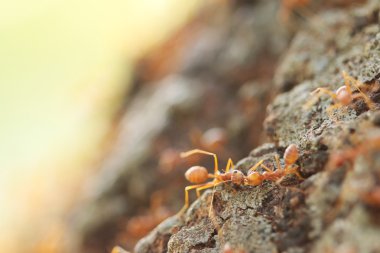 Kırmızı weaver karıncalar birlikte yardım.