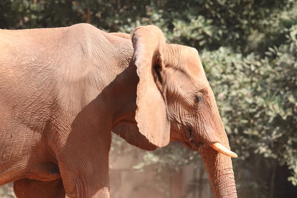 Africa elephant — Stock Photo, Image